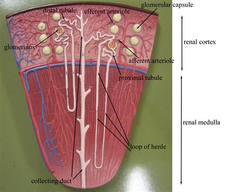Kitty Tubes - Digestive System, Reproductive System, and Urinary System ...
