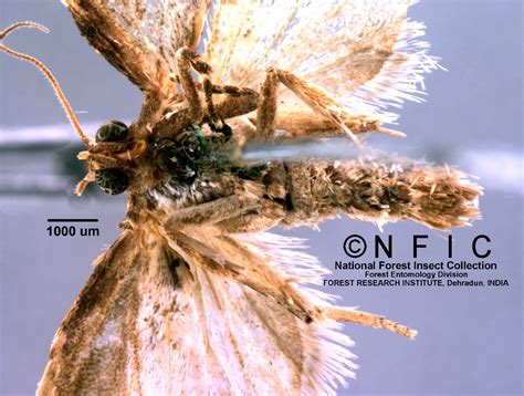 NFIC Database