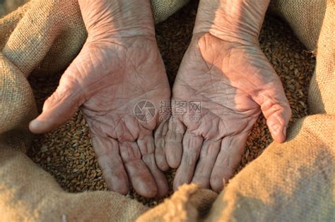 小麦和老农的手高清图片下载-正版图片306945549-摄图网
