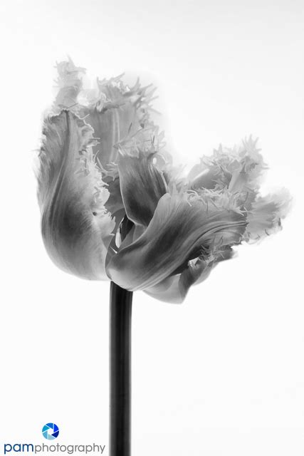 Photography Project: Processing a flower three ways – pamphotography