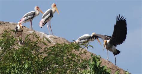 Anecdotes: Birds at Microsoft Campus - Part 2