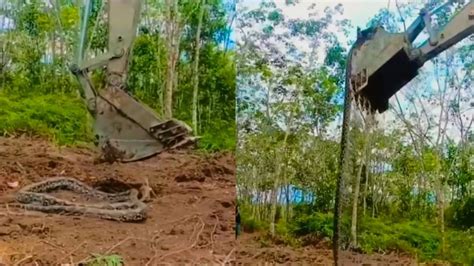 Image result for Amazing Python Fights