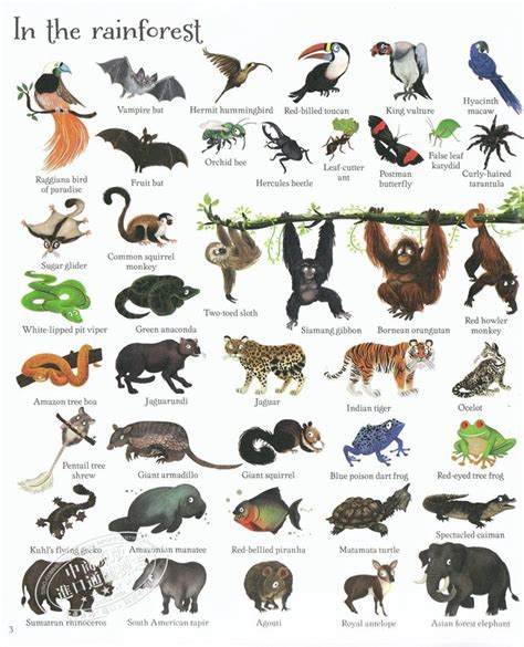 1000种动物图片大全,动物认识大全图片 - 伤感说说吧