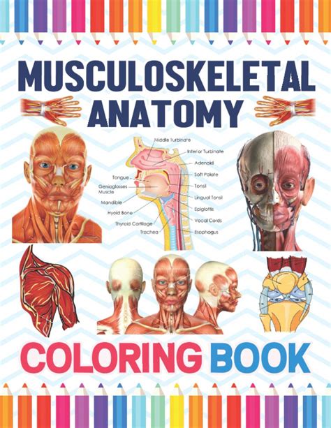 Buy Musculoskeletal Anatomy Coloring Book: Muscular System Anatomy Self ...