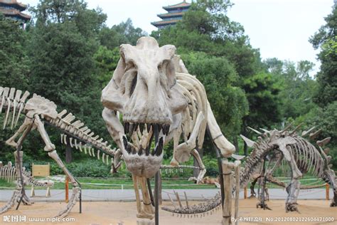 恐龙化石摄影图__野生动物_生物世界_摄影图库_昵图网nipic.com