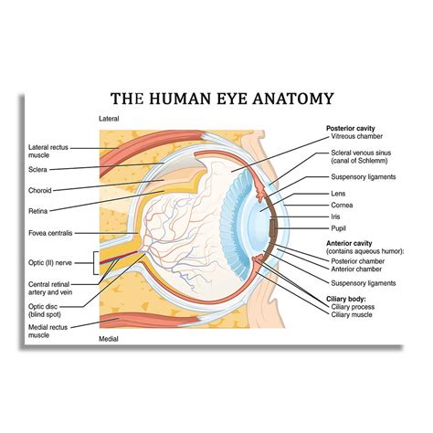 Human Eye Anatomy Labels And Parts Biology Education Chart Poster ...