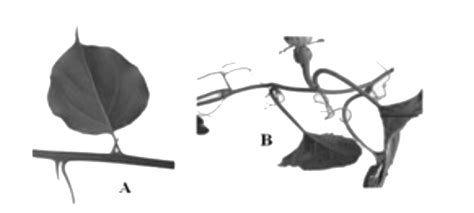 In the given diagrams, A ( spine ) and B ( tendril ) are structured ...