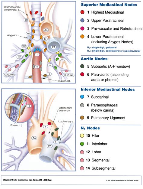 Hilar Lymph Nodes