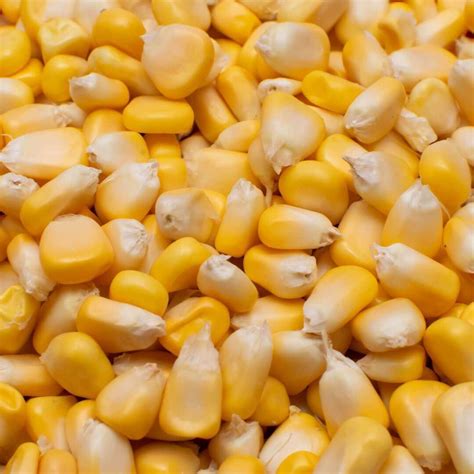 Image result for Maize Processing