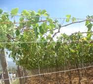 Horticulture :: Fruits:: Grapes