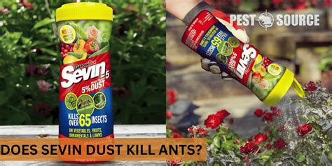 Image result for Using Sevin Dust