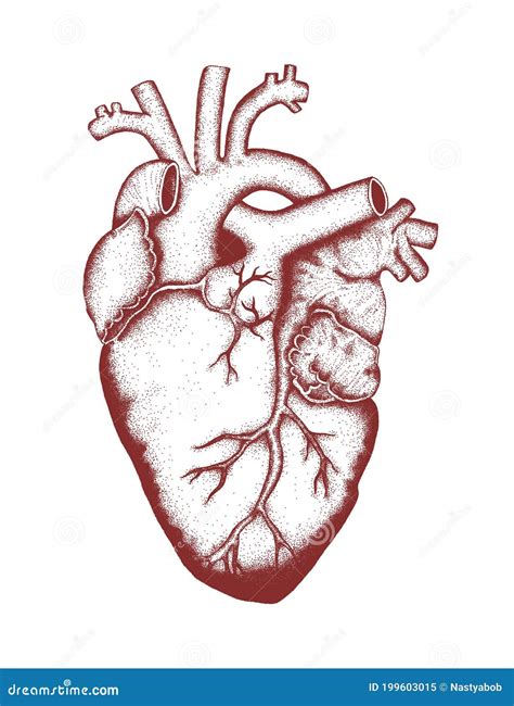 Hand Heart Anotomical
