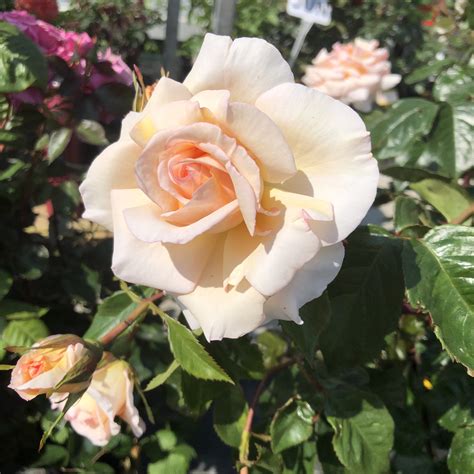 Evelyn's Rose | Apricot Climbing/Shrub rose | Style Roses