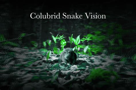 Image result for Data Visualization Snakes