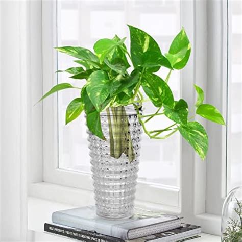 Pure Source India Glass Round Rib Flower Vase | Money Plant Pot ...
