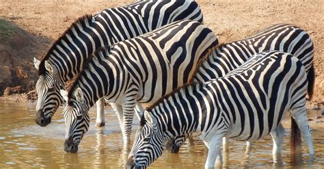 Interesting facts about zebra - why zebras have black and white stripes ...