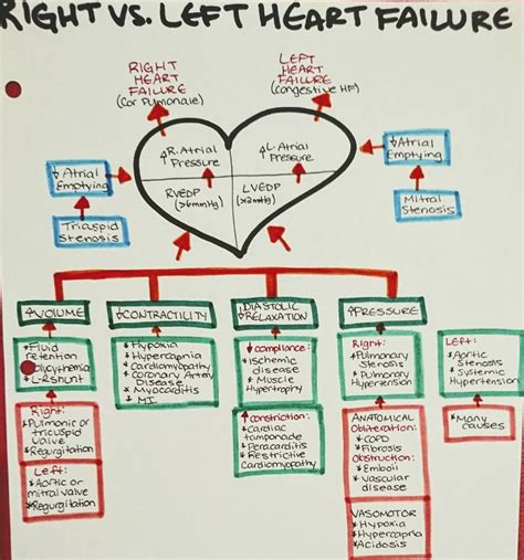 Heart failure left sided vs right sided – Artofit
