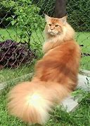 Image result for Long Haired Siamese