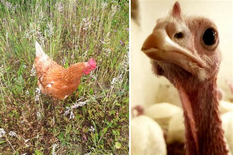 Neuer Betriebszweig: Vogelfutter vom eigenen Acker | agrarheute.com