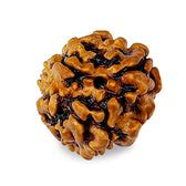 Buy 3 Mukhi Rudraksha Online at Best Price