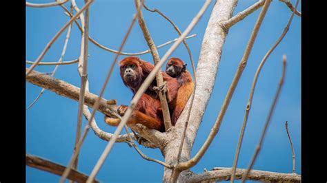 Howler Monkey Howling / Monkey Sounds - YouTube