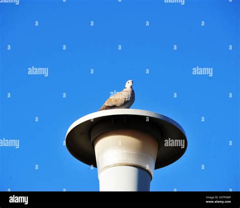 All Doves and Pigeons Stock Photo - Alamy