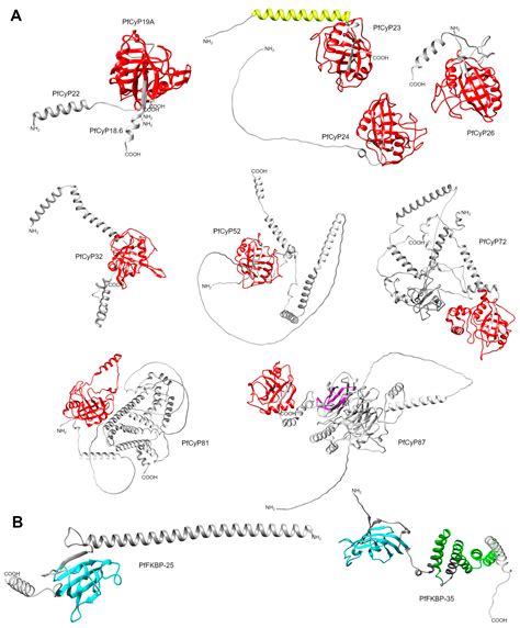 Insights into Peptidyl-Prolyl cis-trans Isomerases from Clinically ...