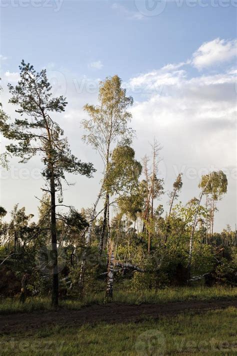 Real Nature 的图像结果