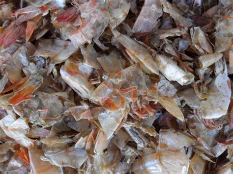 Image result for Shrimp Shell