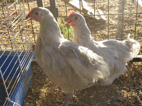 Are my Lavender Orpingtons Pullets? | BackYard Chickens - Learn How to ...