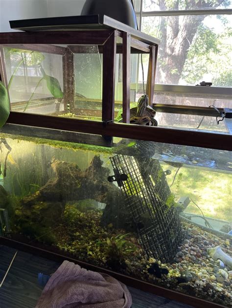 Setting Up a Turtle Tank 的图像结果