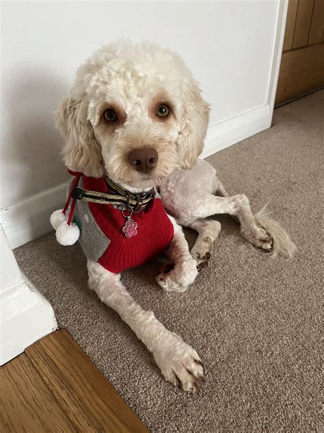 Image result for Cockapoo Teddy Cut