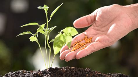 Image result for How Do You Fertilize a Tree