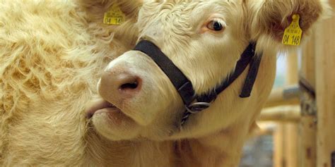 8 severed cow heads found in dumpster