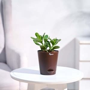 UGAOO Crasulla Ovata Plant Price in India - Buy UGAOO Crasulla Ovata ...