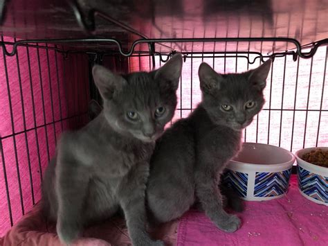 Sonic SOS 的图像结果