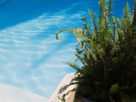 14 Pool Landscaping Plants for a Stunning Backyard