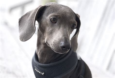 Blue Dachshund: Info, Pictures, Origin & History – Dogster
