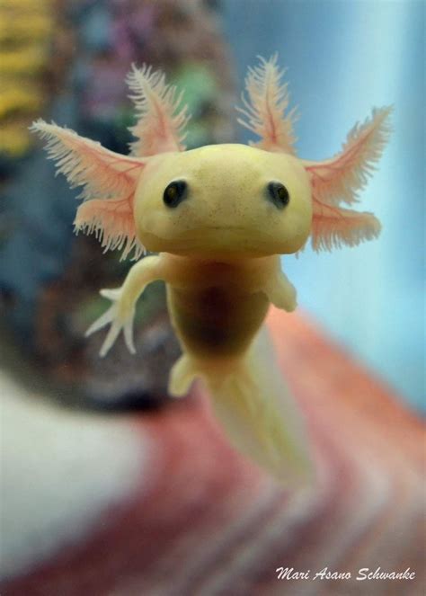 Cute Axolotl Mexican Salamander http://ift.tt/2dKsqwo Animals And Pets ...