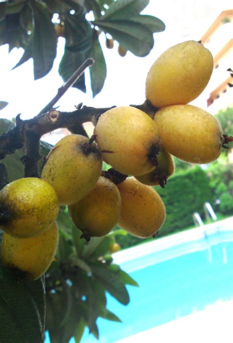 LORRAINE RIMMER: Spanish Fruit 'The Nispero'