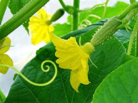 Agriplaza:: Cucumber