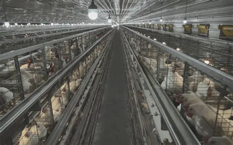 GE Ultima BBL – Broiler Breeder Cage System | Gartech