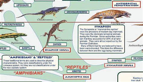 Evolution Chart All Animals 的图像结果
