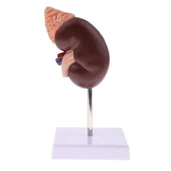Life-Size Kidney Model, Anatomy Teaching Kidney Model, Divided in 2 ...