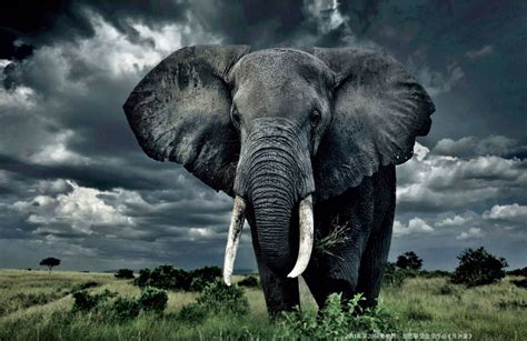 Impressive Elephant with Tusks