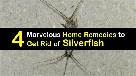 DIY Silverfish Remedies - Top-Notch Silverfish Solutions