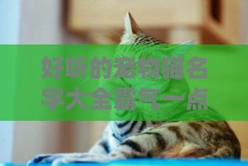 宠物猫名字大全霸气男生(宠物猫的名字可爱霸气)-小猫百科资讯-分享库