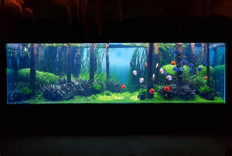 Image result for Discus Fish Tank