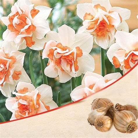 Buy Daffodil Flower Bulbs online from Nurserylive at lowest price.