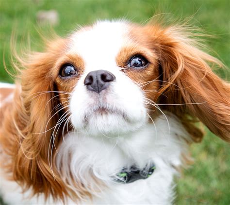Whisker